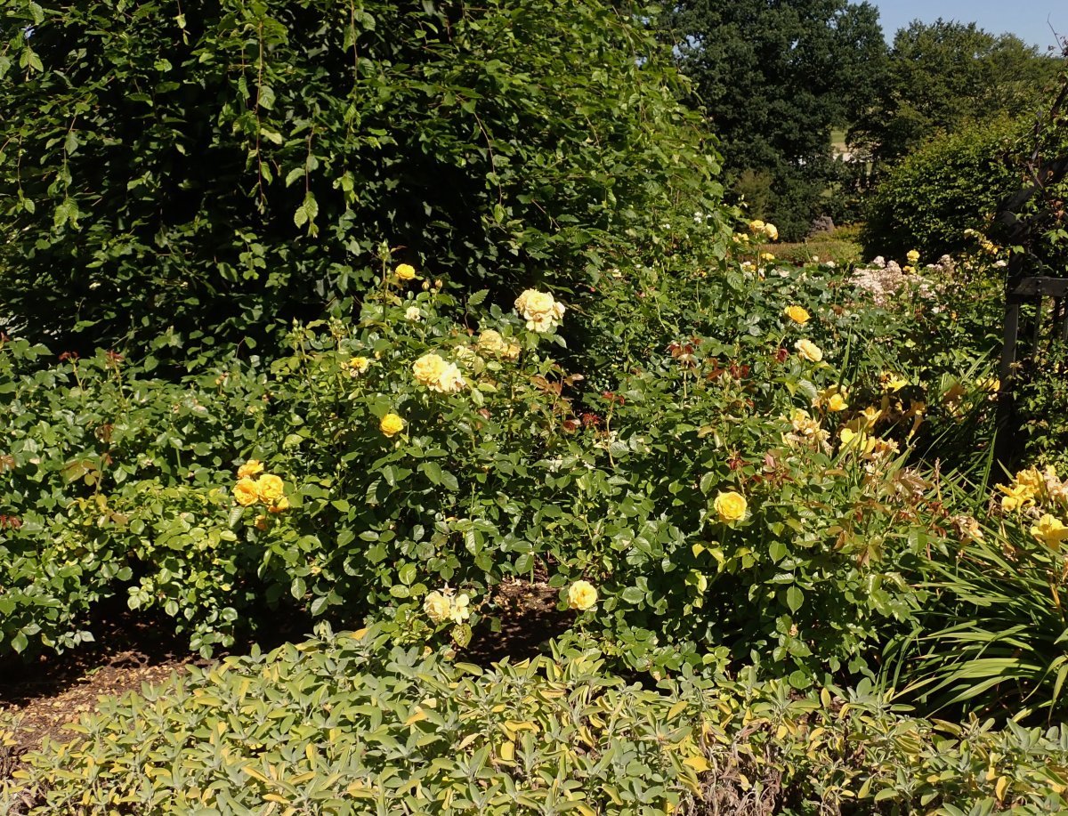 Роза Джулия Чайлд флорибунда, Викс - фото 10