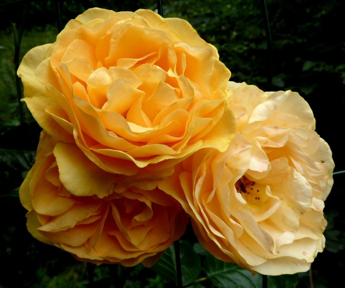 Роза Джулия Чайлд флорибунда, Викс