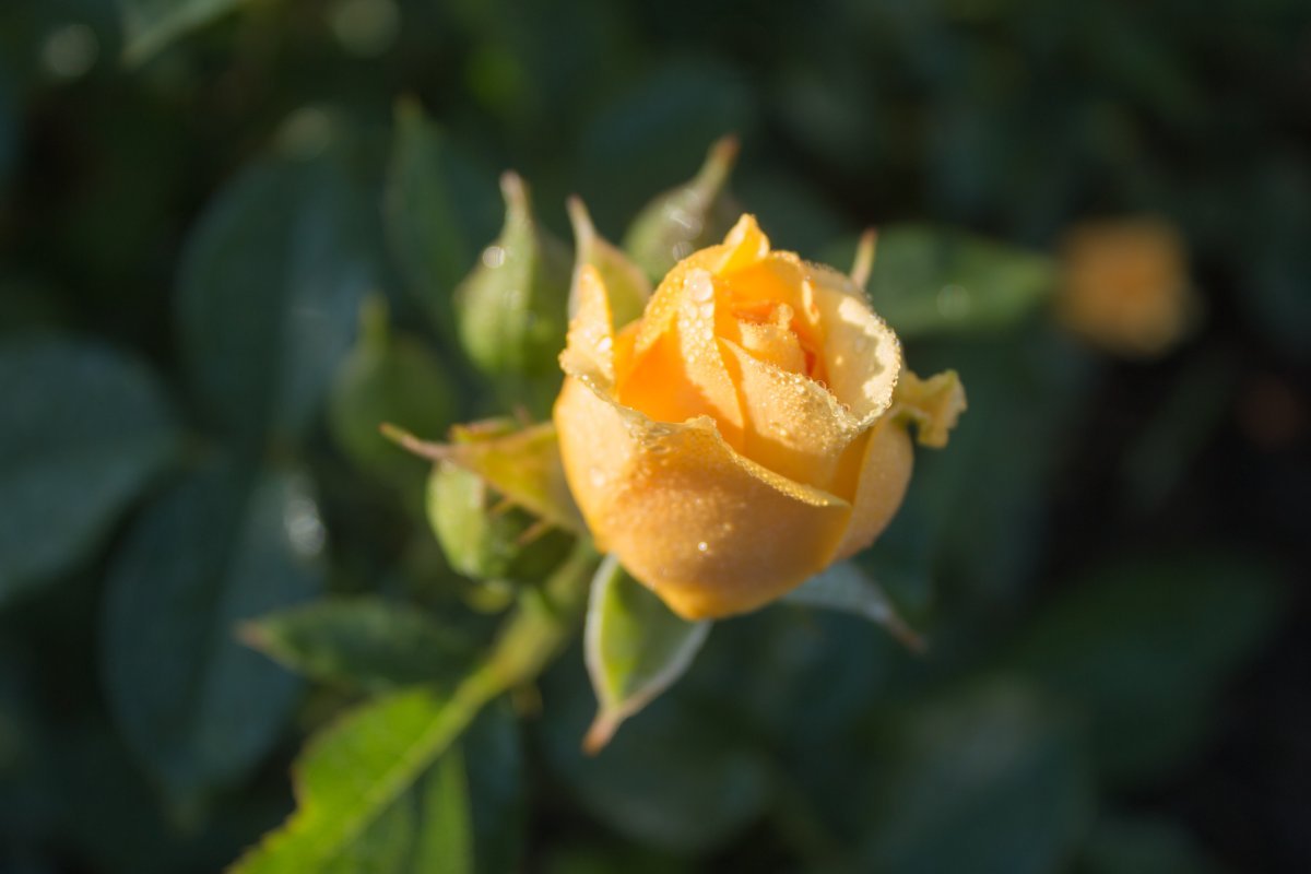 Роза Джулия Чайлд флорибунда, Викс - фото 6