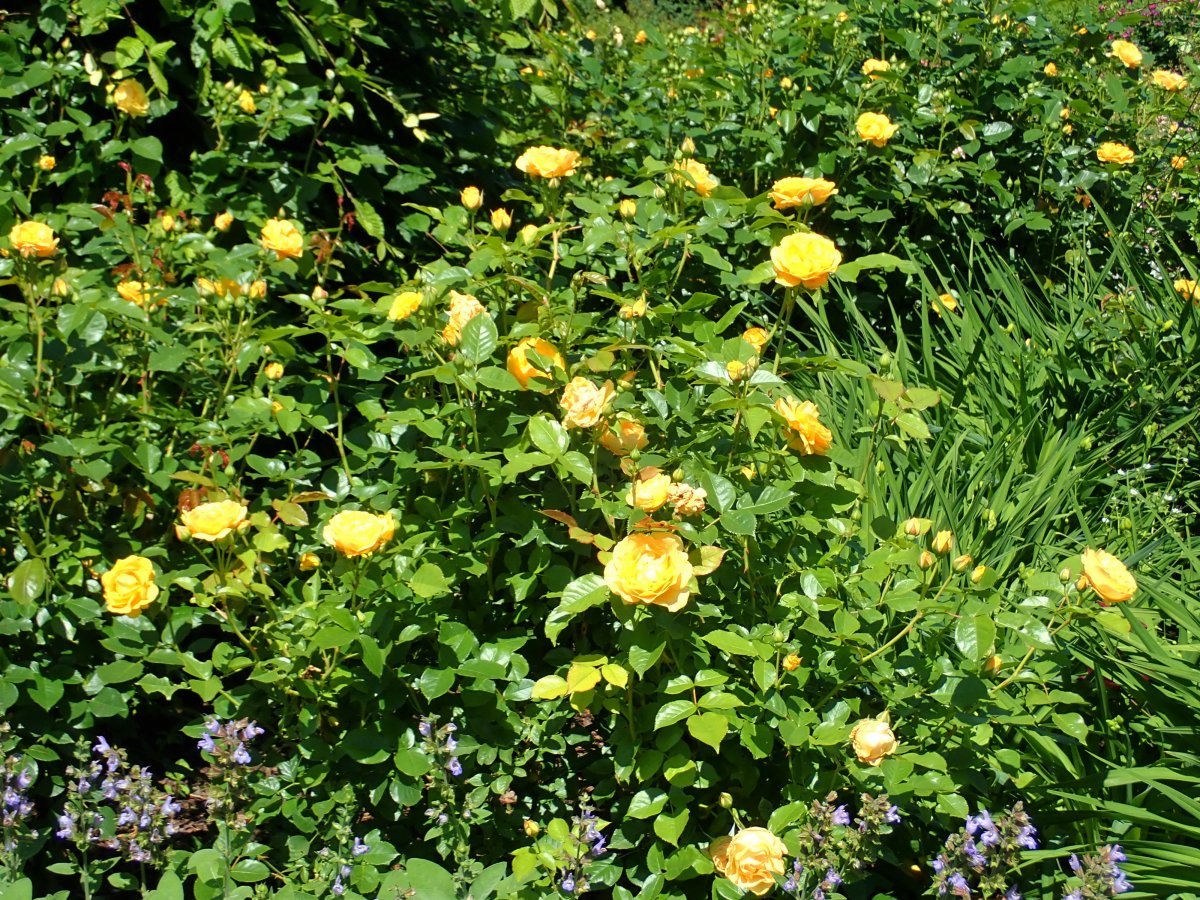 Роза Джулия Чайлд флорибунда, Викс - фото 8