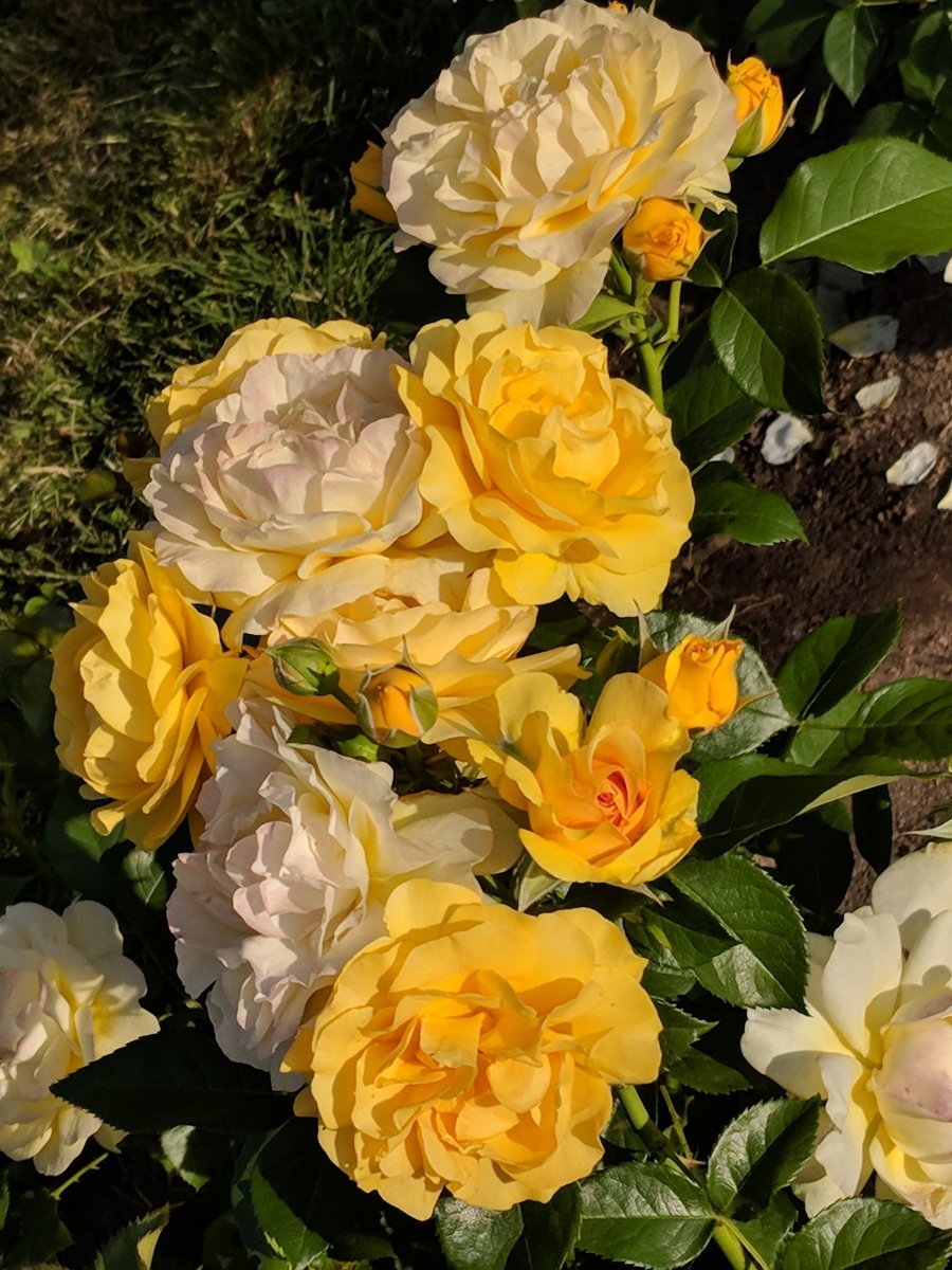 Роза Джулия Чайлд флорибунда, Викс - фото 5