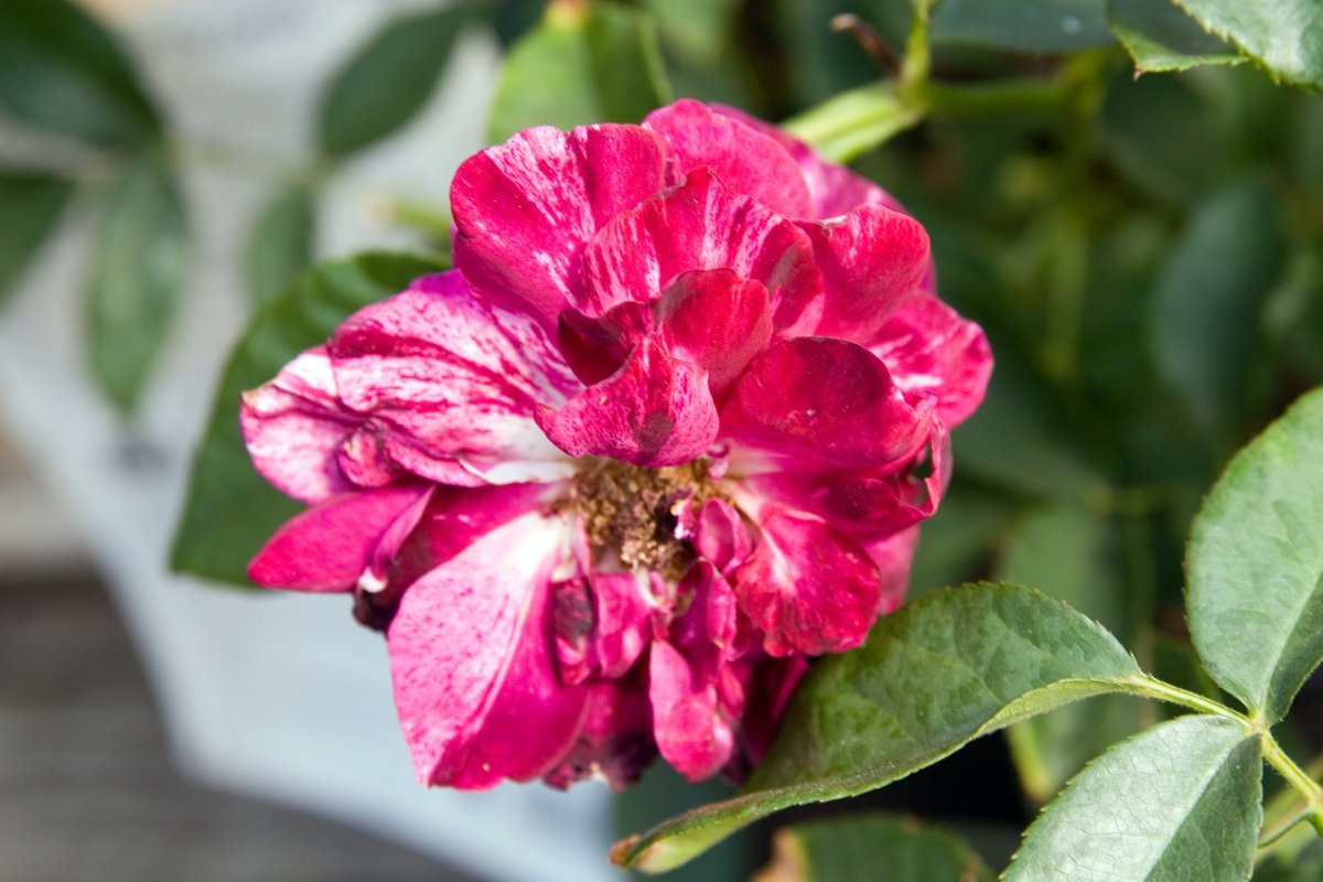 Роза Перпл Тайгер флорибунда, Викс - фото 2