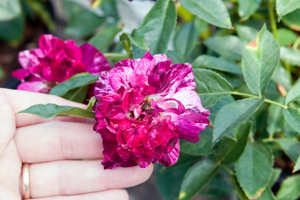 Роза Перпл Тайгер флорибунда, Викс