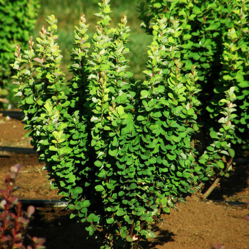 Барбарис тунберга Эректа