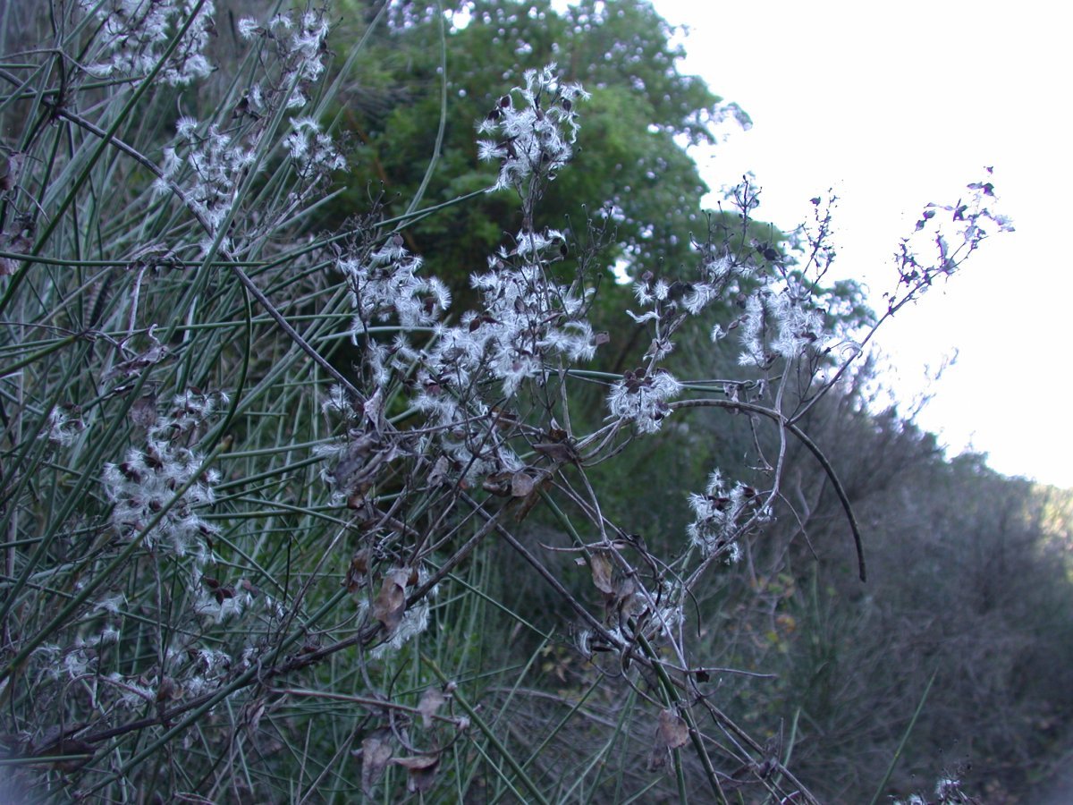 Клематис Фламмула - фото 4