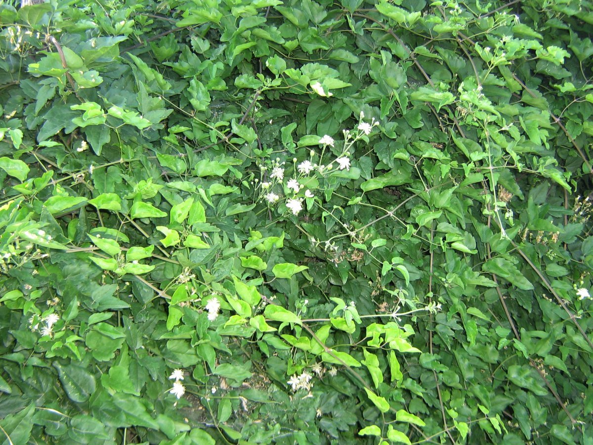 Клематис Фламмула - фото 6