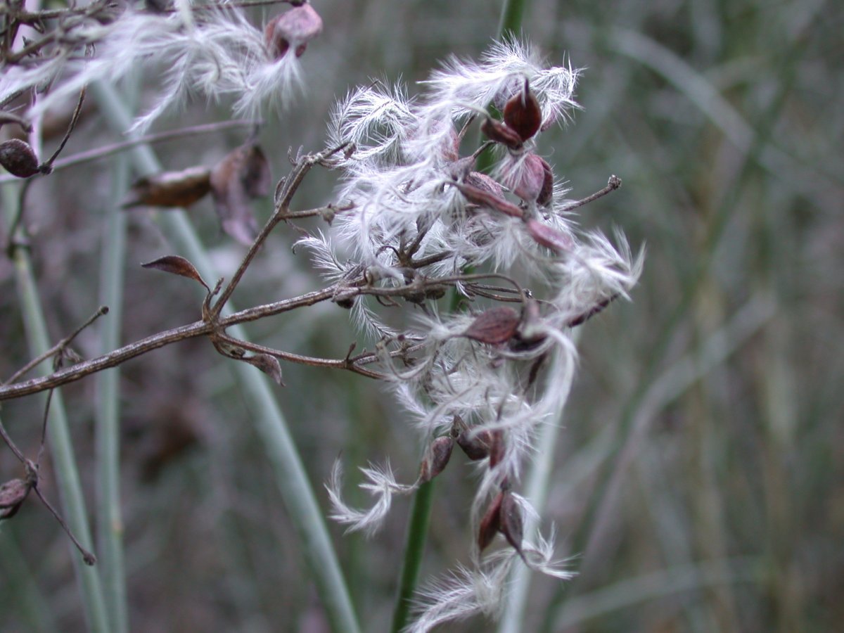 Клематис Фламмула - фото 3