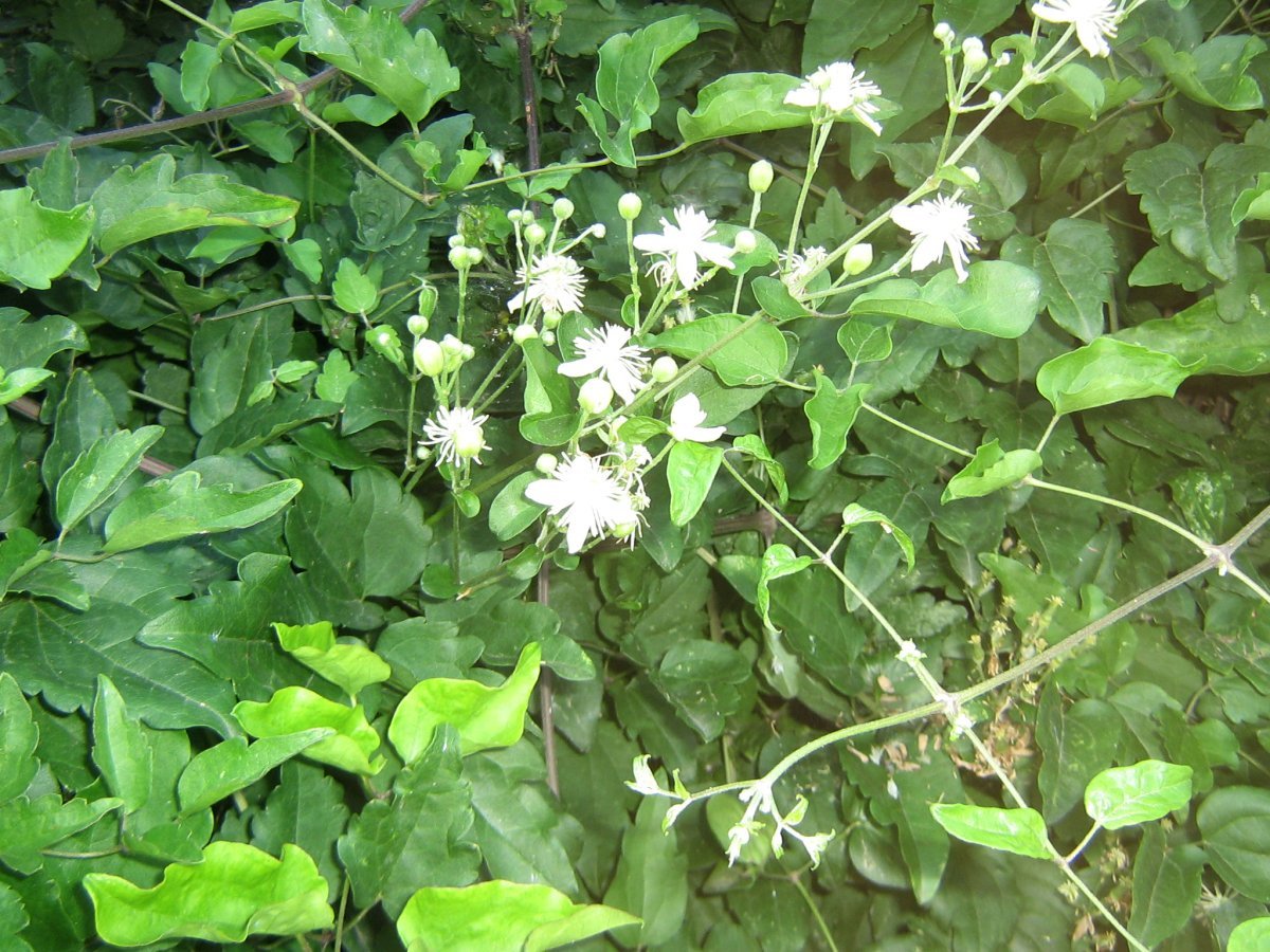 Клематис Фламмула - фото 5