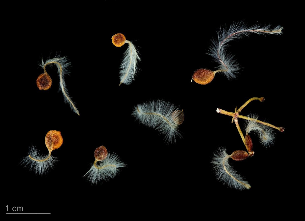 Клематис Фламмула - фото 8