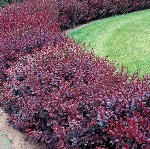 Барбарис тунберга Кармен