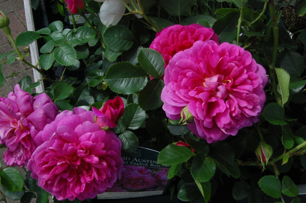 Роза Принцесса Анна - фото 2