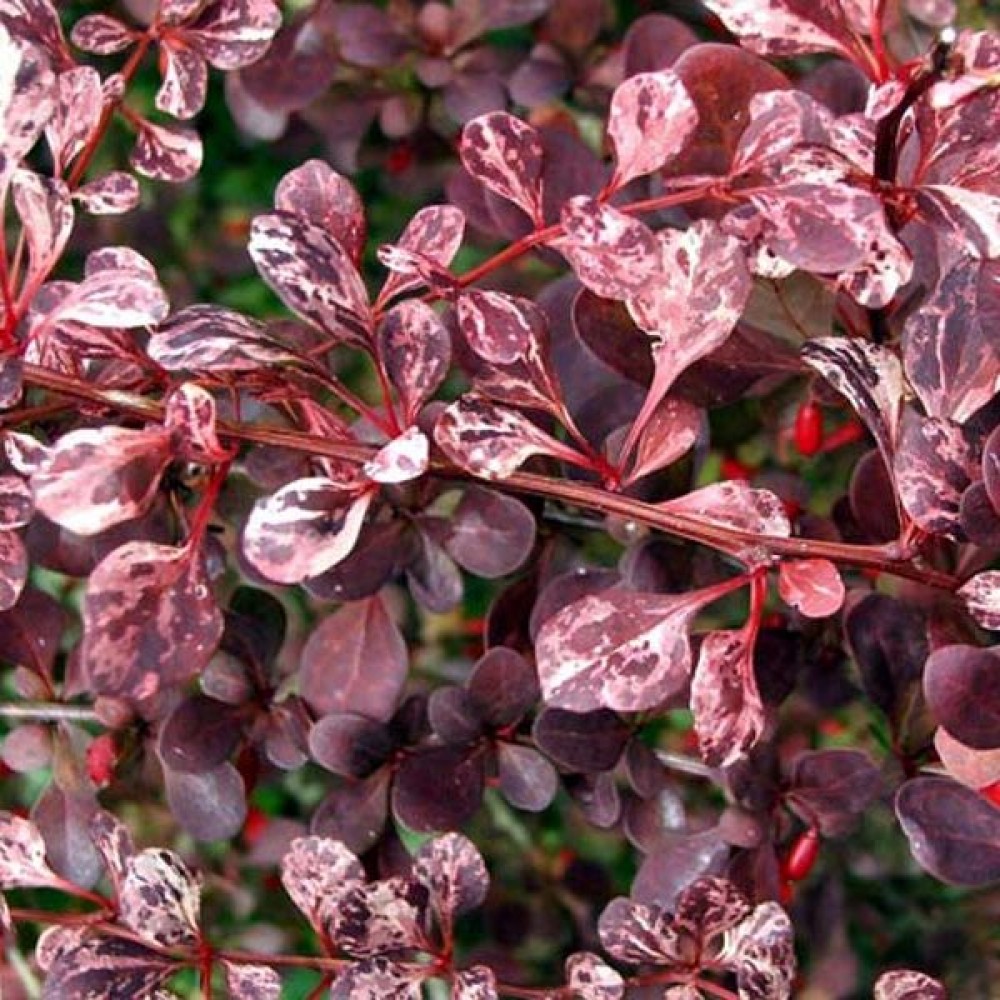 Барбарис тунберга Пинк Перфекшн