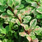 Барбарис тунберга Сильвер Бьюти