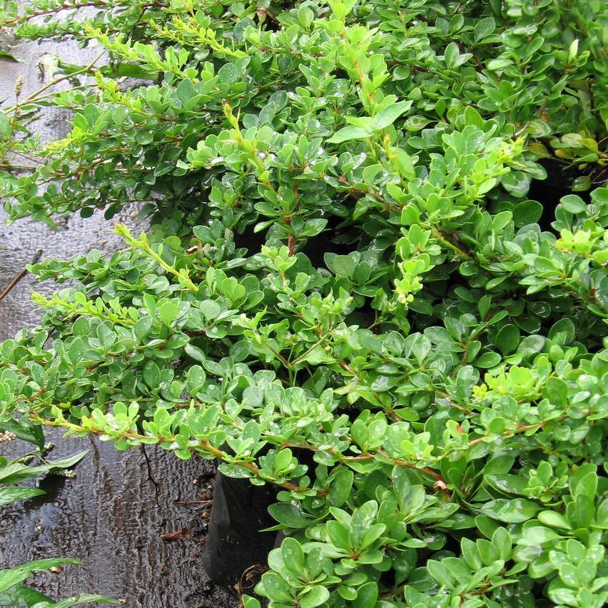 Барбарис тунберга Грин Карпет