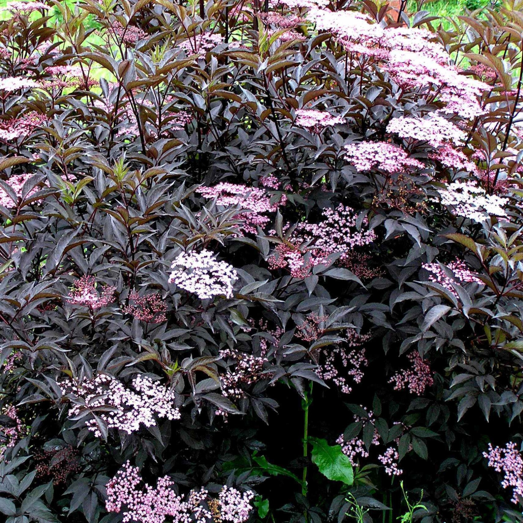 Бузина черная Блэк Бьюти