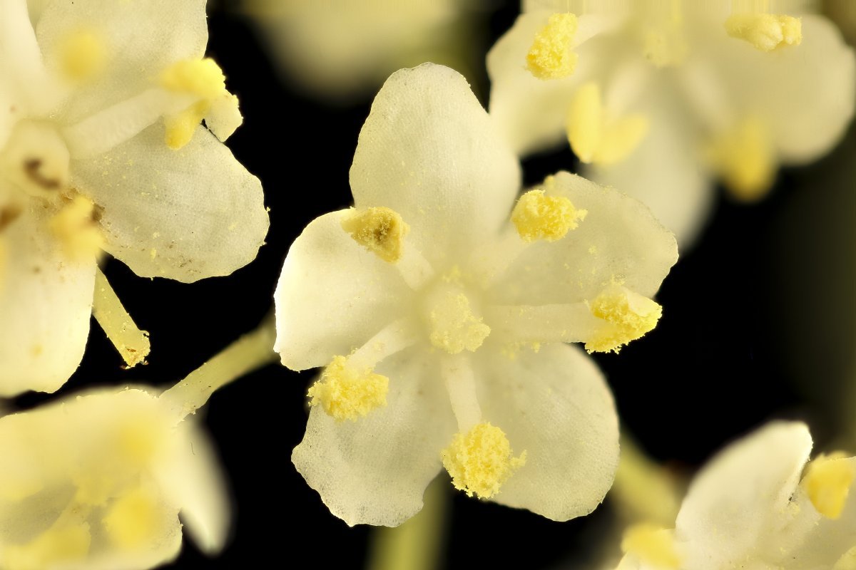 Бузина черная Блэк Бьюти - фото 4