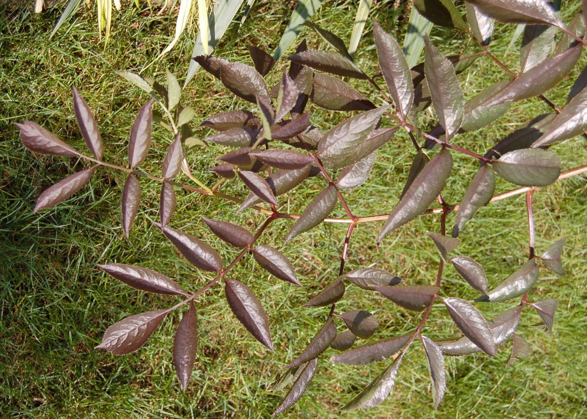 Бузина черная Блэк Бьюти - фото 2