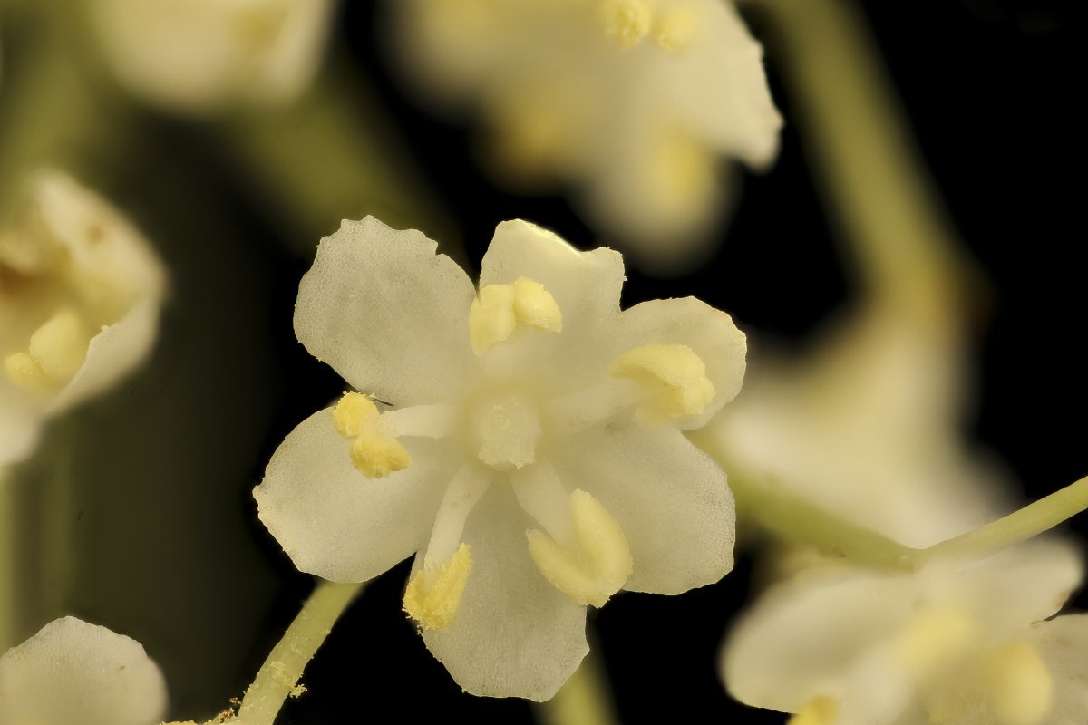 Бузина черная Блэк Бьюти - фото 3