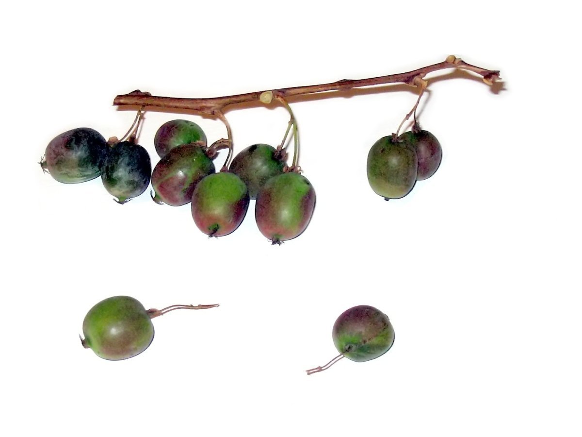 Актинидия Вейки - фото 4