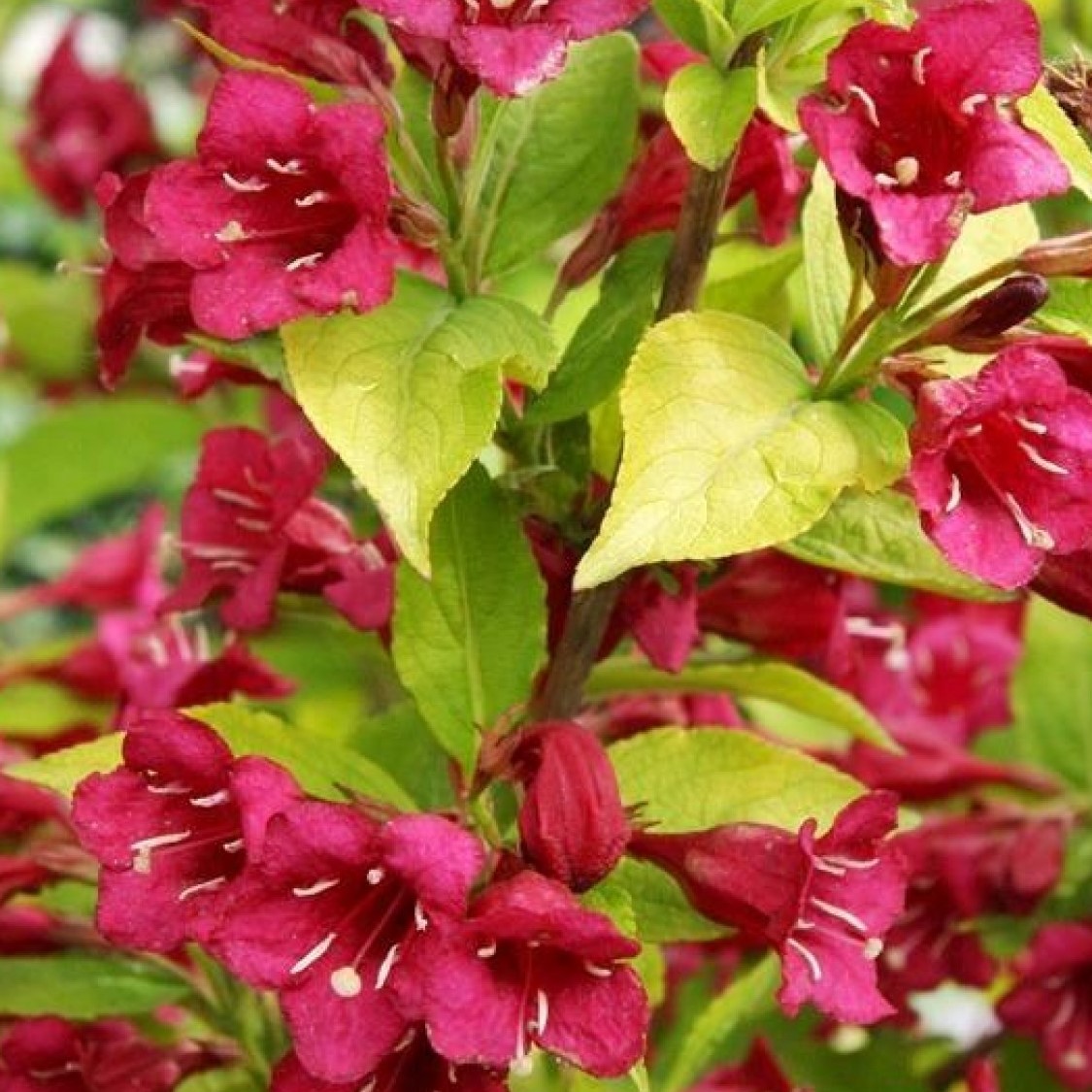 Вейгела цветущая Олимпиада