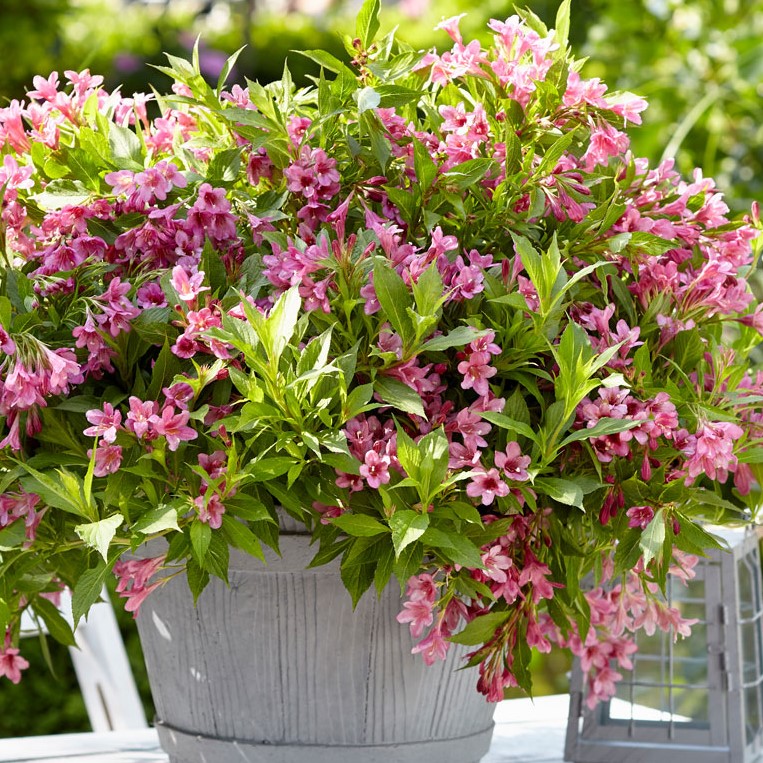 Вейгела цветущая Пикобелла Роза