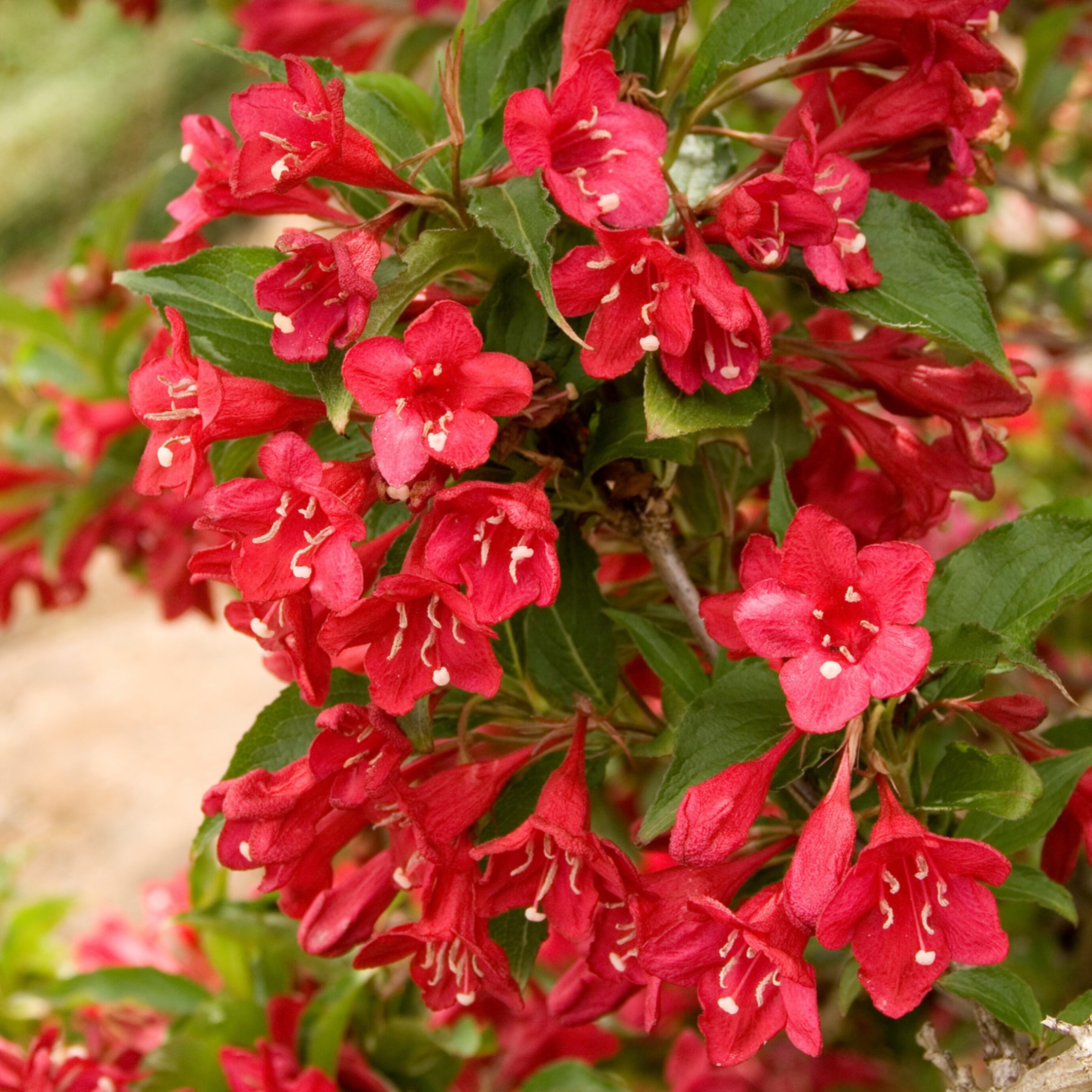 Вейгела цветущая Ред Принц