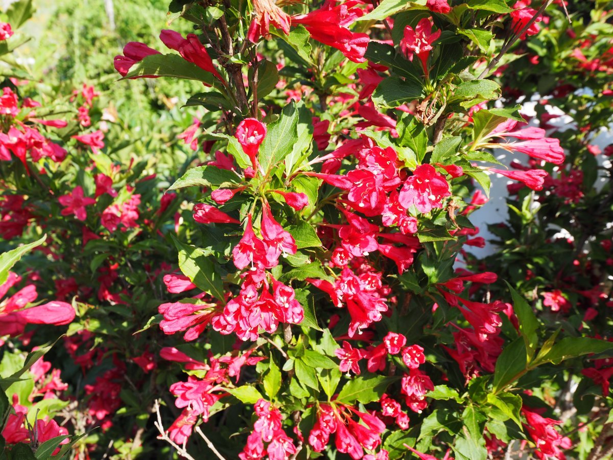 Вейгела цветущая Ред Принц - фото 3