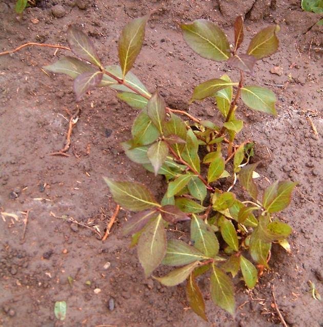 Вейгела цветущая Ред Принц - фото 2
