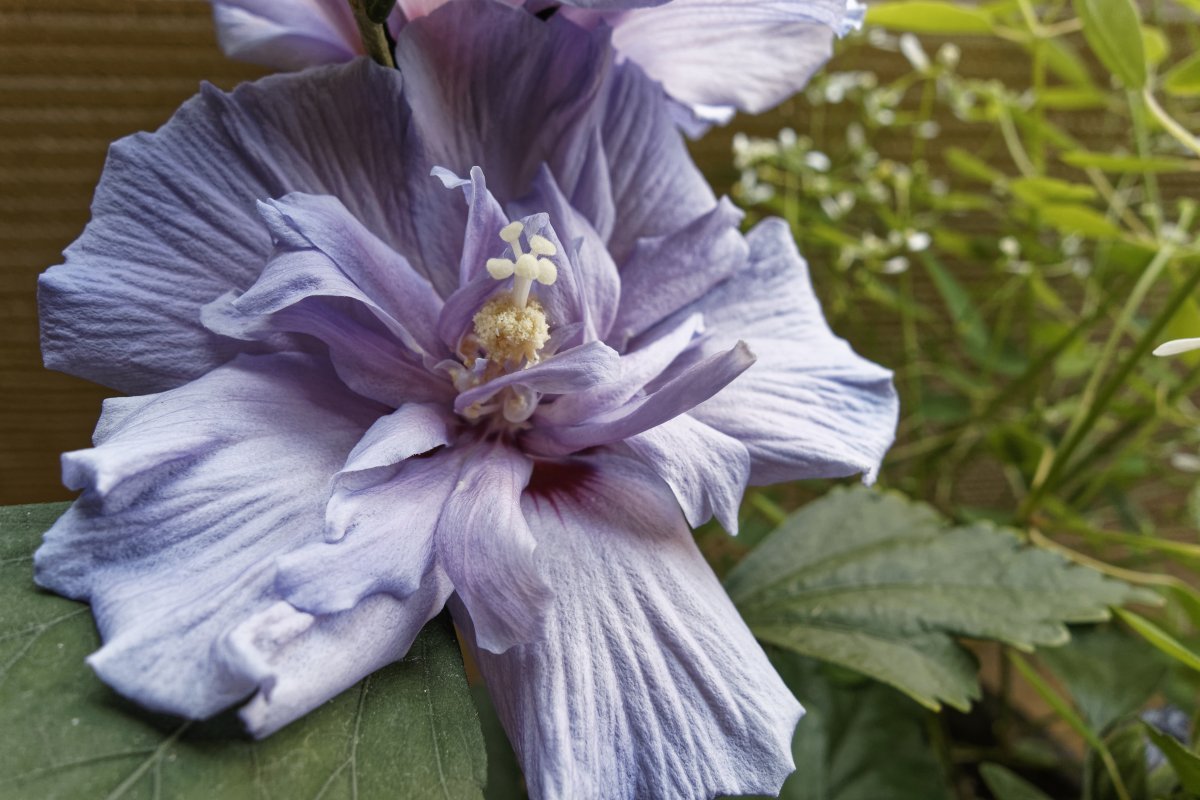 Гибискус сирийский Блю Шифон - фото 3