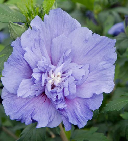 Гибискус сирийский Блю Шифон