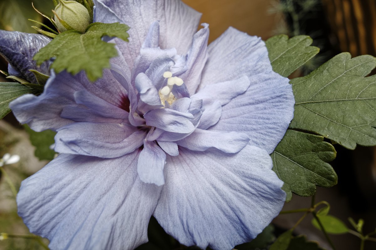 Гибискус сирийский Блю Шифон - фото 2