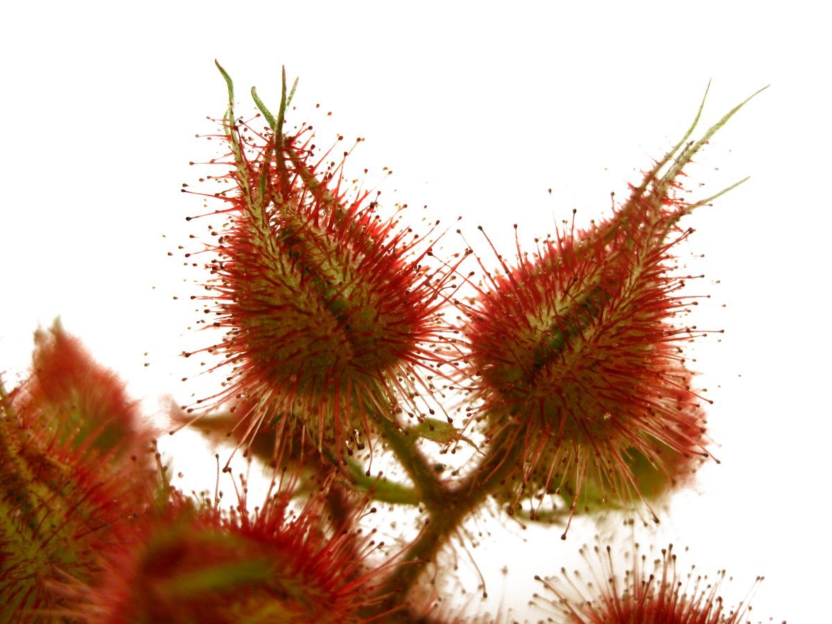 Малина японская - фото 2