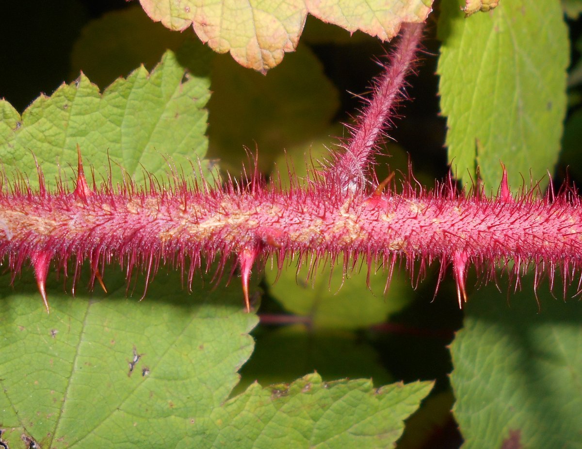 Малина японская - фото 4