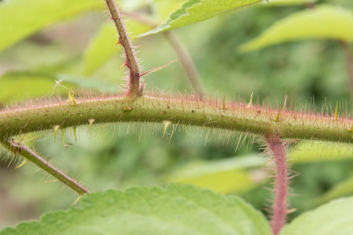 Малина японская - фото 3