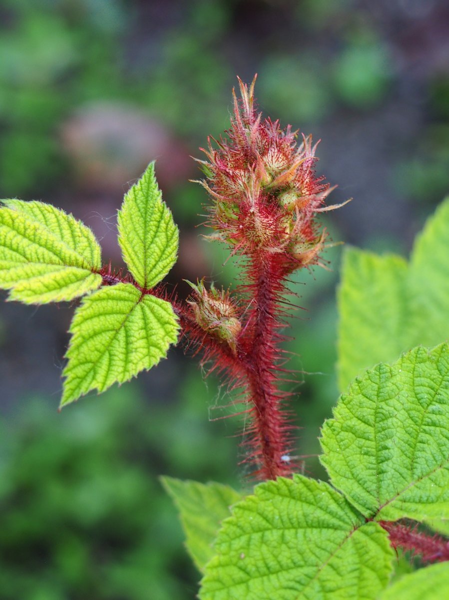 Малина японская - фото 8