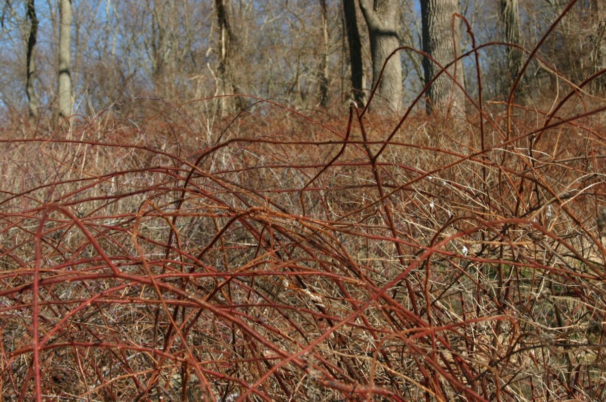 Малина японская - фото 7