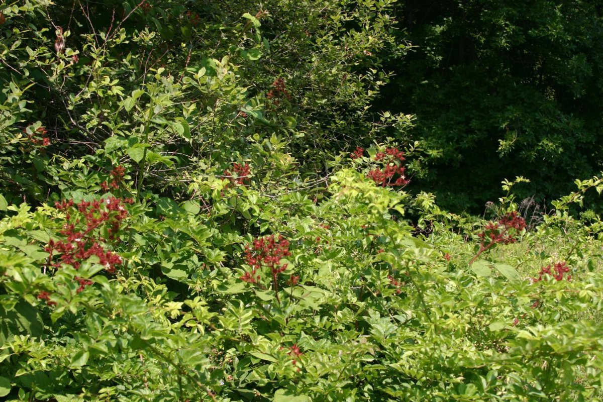 Малина японская - фото 6