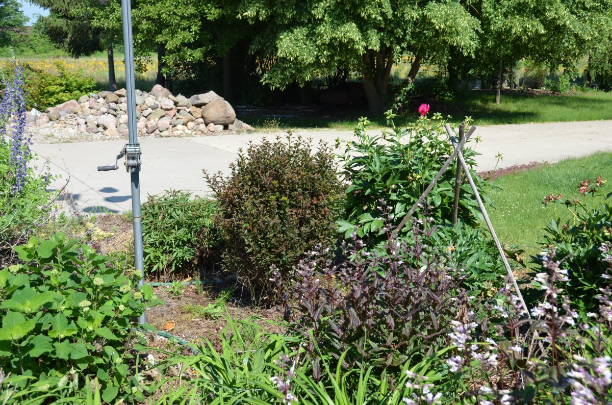 Пузыреплодник калинолистный Диабло - фото 7