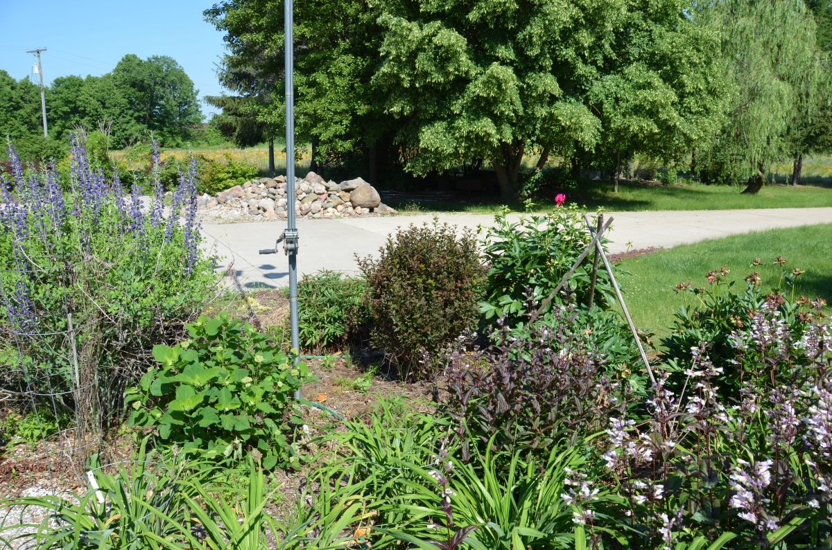 Пузыреплодник калинолистный Диабло - фото 8