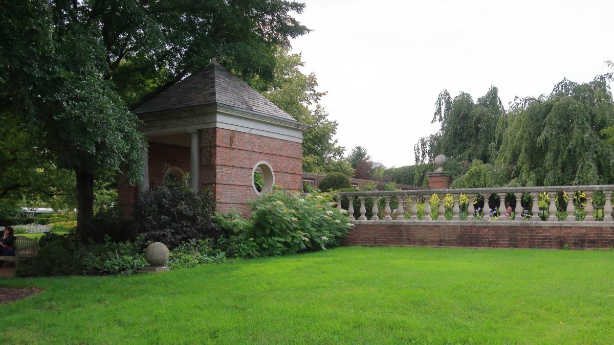 Пузыреплодник калинолистный Диабло - фото 2