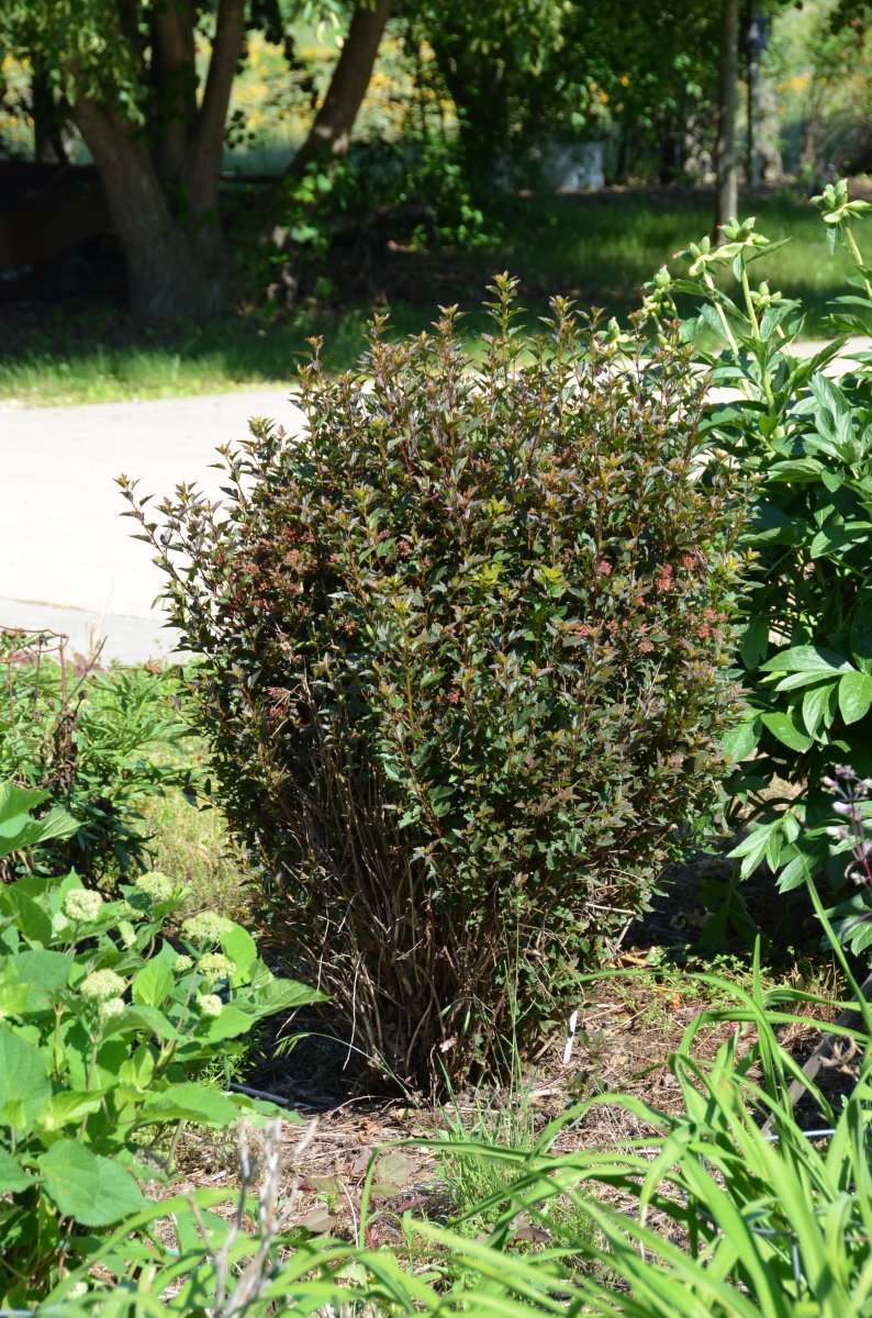 Пузыреплодник калинолистный Диабло - фото 6