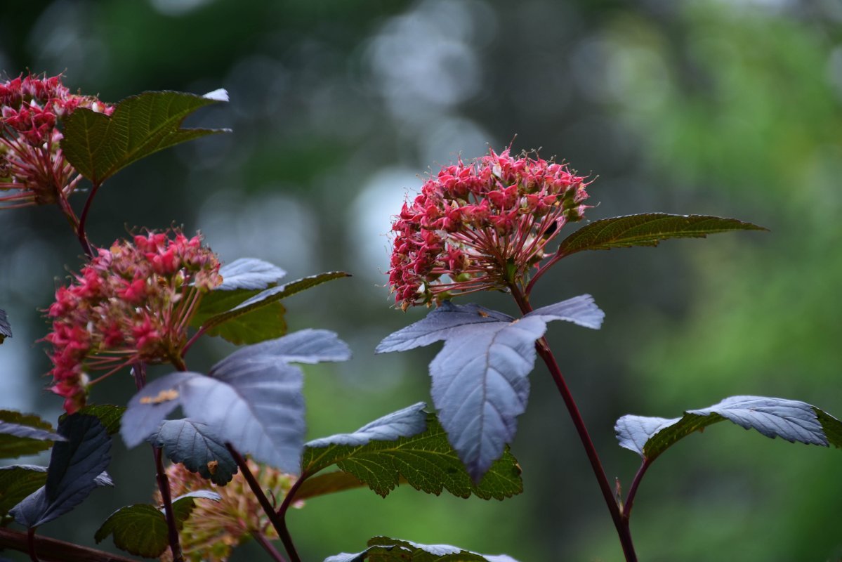 Пузыреплодник калинолистный Диабло