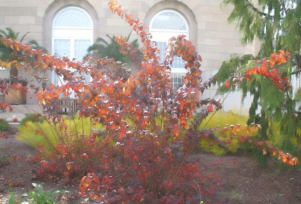 Пузыреплодник калинолистный Диабло - фото 10