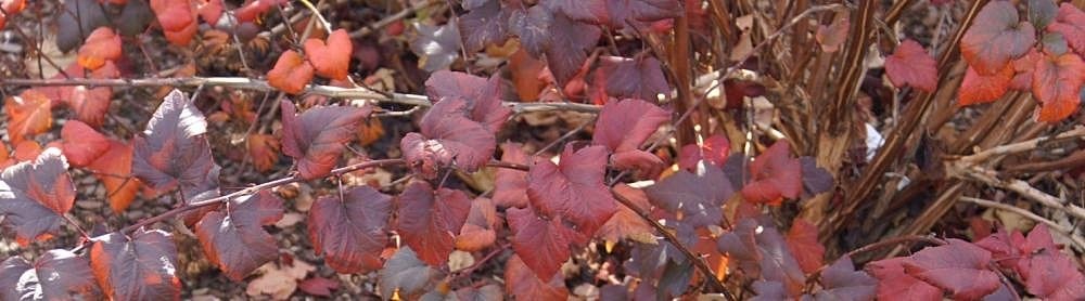 Пузыреплодник калинолистный Диабло - фото 9