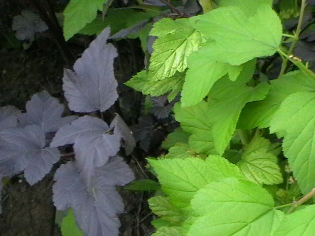 Пузыреплодник калинолистный Диабло - фото 4