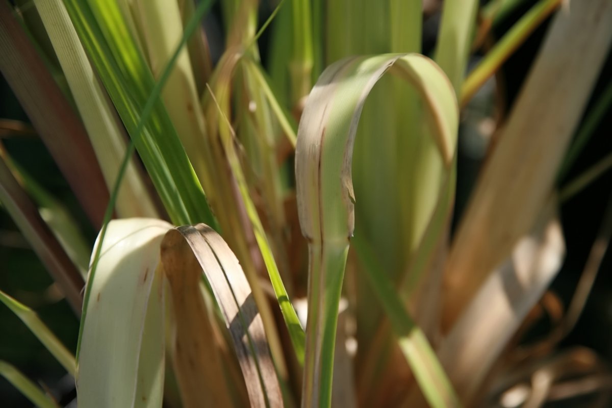 Кортадерия белая - фото 9