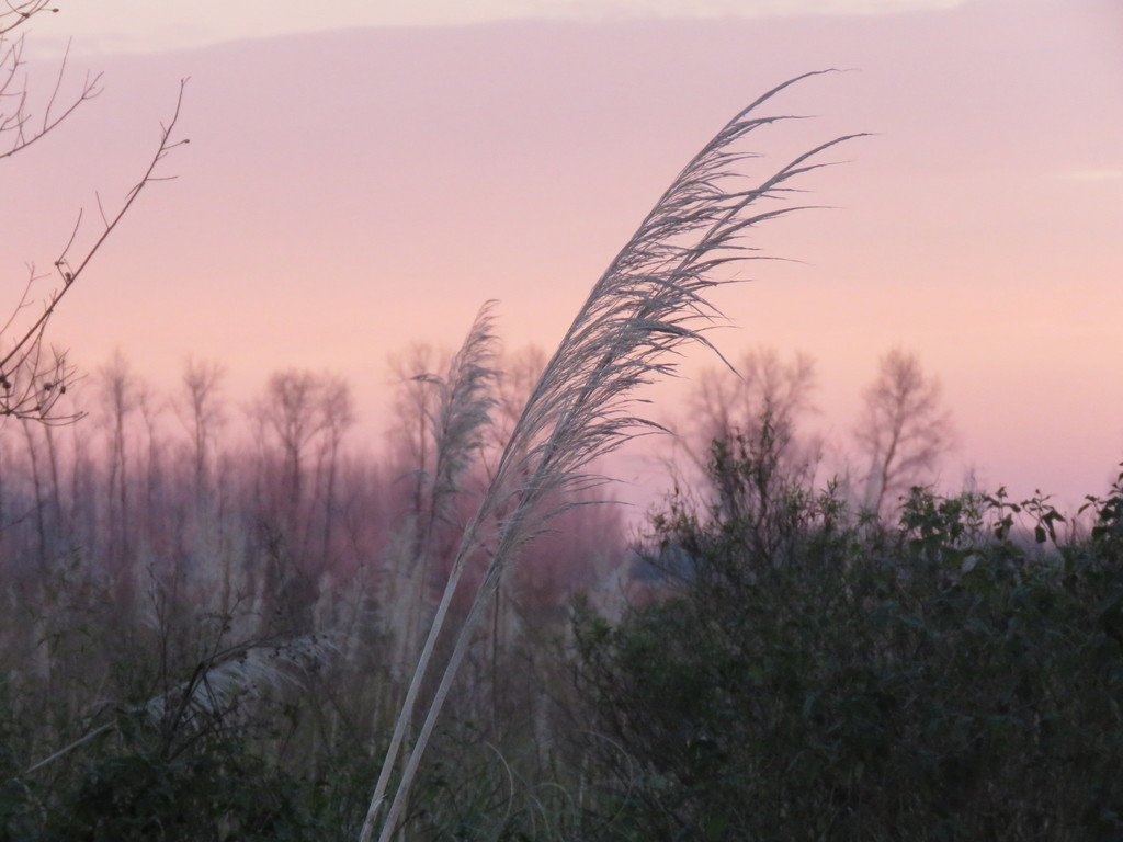Кортадерия белая - фото 8