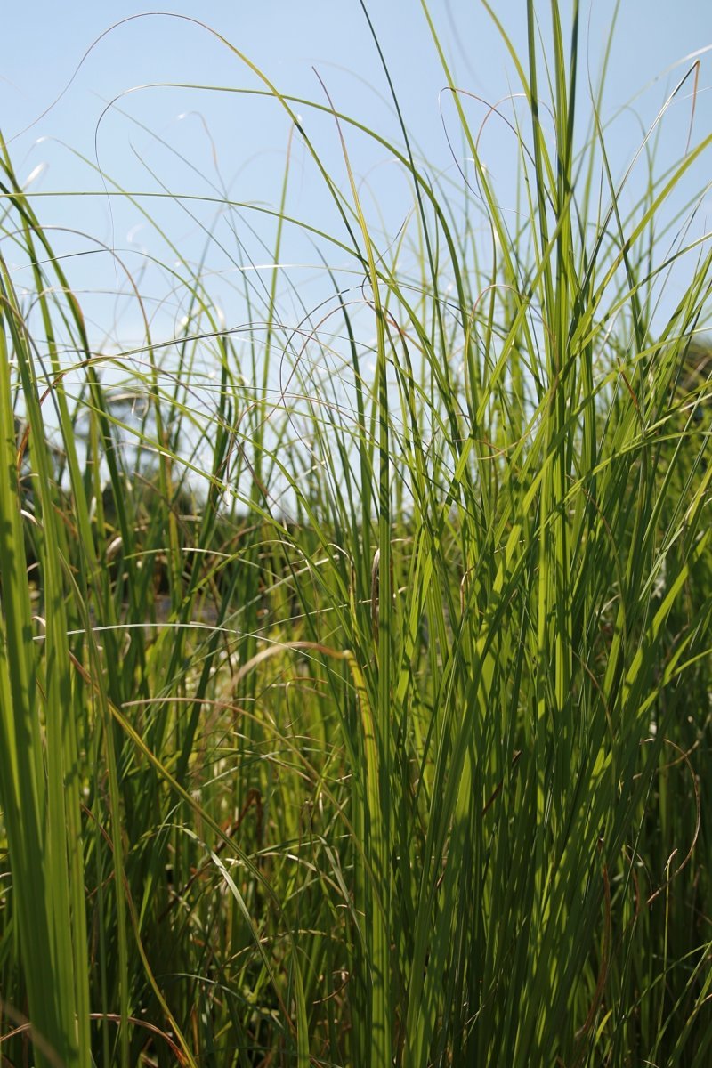 Кортадерия белая - фото 10