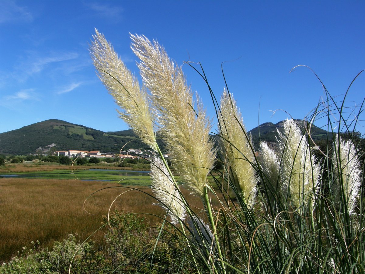Кортадерия белая - фото 4