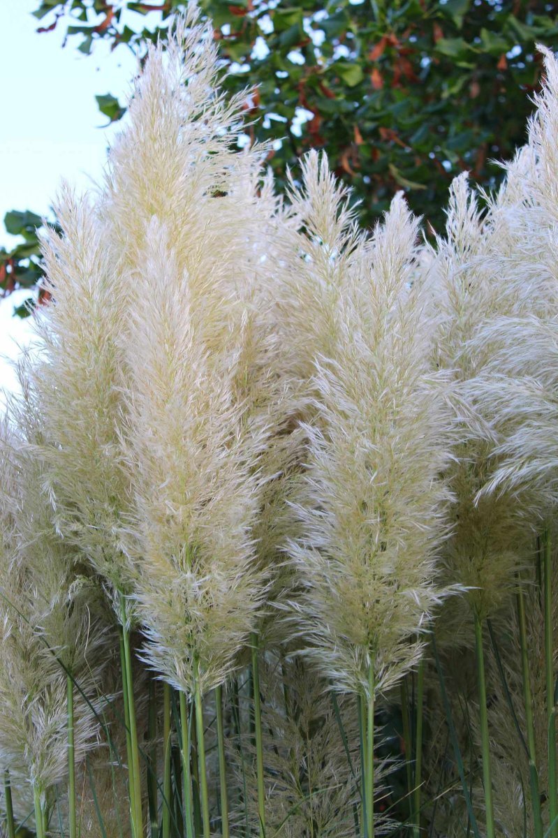 Кортадерия белая - фото 3